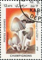 Common ink cap (Coprinopsis atramentaria)