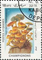 Sulphur Tuft (Hypholoma sp.)