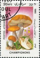 Red-capped Scaber Stalk (Leccinum aurantiacum)