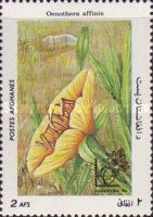 Evening Primrose (Oenothera affinis)