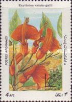 Cockspur coral tree (Erythrina crista-galli)
