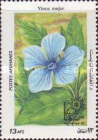 Periwinkle (Vinca major)