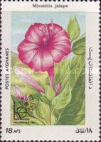Marvel-of-Peru (Mirabilis jalapa)