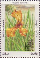 Cypella (Cypella herbertii)