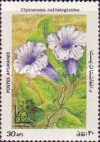 Violet Trumpet Vine (Clytostoma callistegioides)