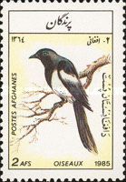 Eurasian Magpie (Pica pica)