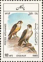 Peregrine Falcon (Falco peregrinus)