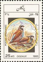 Chukar Partridge (Alectoris chukar)