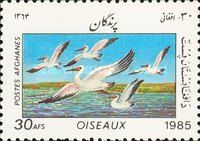 Great White Pelican (Pelecanus onocrotalus)
