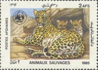 Leopard (Panthera pardus) and Cubs