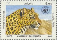 Head of Leopard (Panthera pardus)