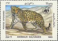 Leopard (Panthera pardus)