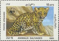 Leopard Cub (Panthera pardus)