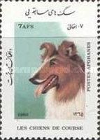 Rough Collie (Canis lupus familiaris)
