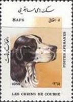 Spaniel (Canis lupus familiaris)