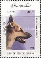 German Shepherd (Canis lupus familiaris)