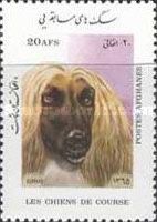 Afghan Hound (Canis lupus familiaris)