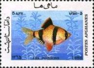 Tiger Barb (Barbus tetrazona)