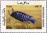 Green Fin Cichlid (Cichlasoma nigrofasciatum)