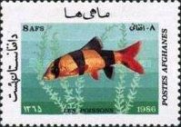 Clown Loach (Chromobotia macracanthus)