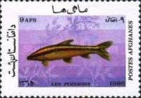 Striped Headstander (Anostamus anostomus)