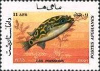 Eyespot Puffer (Tetraodon biocellatus)