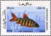 Zebra-Distichodus (Distichodus sexfasciatus)