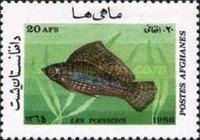 Yucatan Molly (Poecilia velifera)