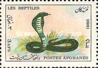 Cape Cobra (Naja nivea)