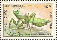 Praying Mantis (Mantis religiosa)