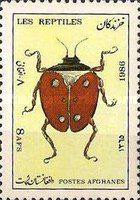 Ground Beetle (Carabus sp.)