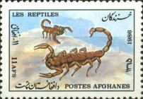 Scorpion (Buthus sp.)