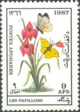 Brimstone (Gonepteryx sp.) and Vagrant (Nepheronia sp.)