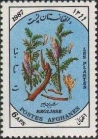 Liquorice (Glycyrrhiza glabra)
