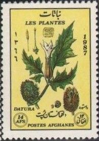Thorn Apple (Datura stramonium)