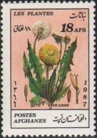 Dandelion (Taraxacum officinale)