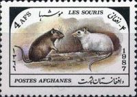 Brown and White Mice (Mus sp.)