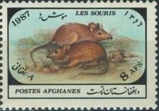 Ginger Mice (Mus sp.)