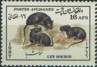 Black Mice (Mus sp.)