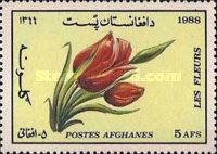 Tulips (Tulipa sp.)