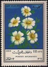 Marguerites (Bellis perennis)