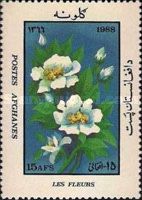 Peony (Paeonia sp.)