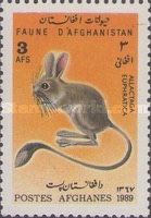 Euphrates Jerboa (Allactaga euphratica)