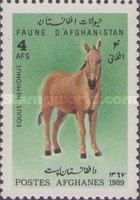 Asian Wild Ass (Equus hemionus)