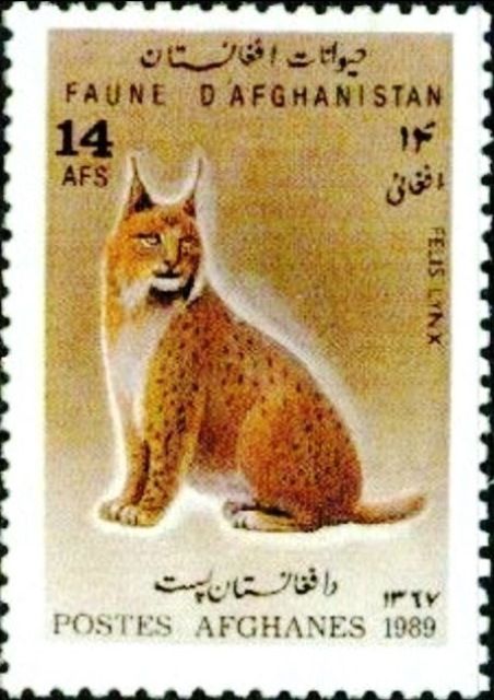 Eurasian Lynx (Lynx lynx)