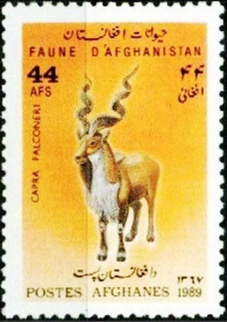 Markhor (Capra falconeri)