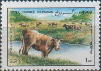 Domestic Cattle (Bos taurus)