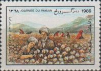 Picking Cotton (Gossypium sp.)