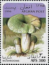 Green-cracking Russula (Russula virescens)