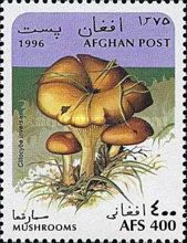 Tawny Funnel Cap (Clitocybe inversa)